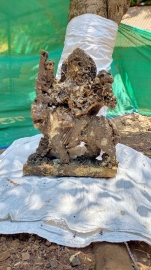 Calangute resident finds Vijaya Durga goddess idol in Zuari river at Sancoale