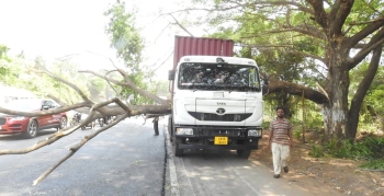 Traffic comes to halt at Dramapur NH as tree branch crashes down on truck