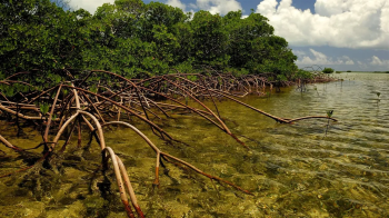 Coastal ecosystems are vital gas sink