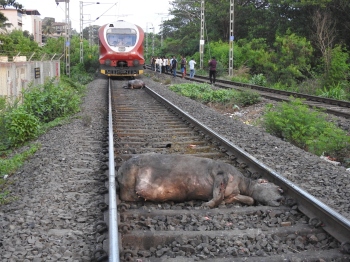 Buffaloes mowed down by running train at Margao