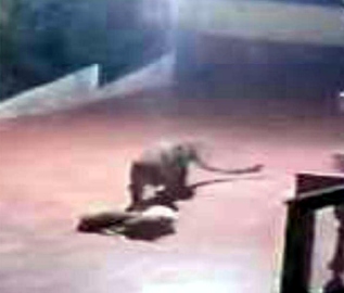 CCTV captures leopard killing dog at Canacona