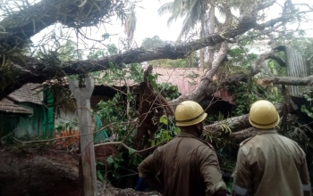 Tree falls on two houses at Siolim