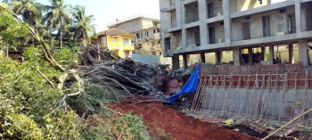 200-year-old banyan tree falls, real estate developer blamed