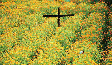 GUARDED BY FAITH:
